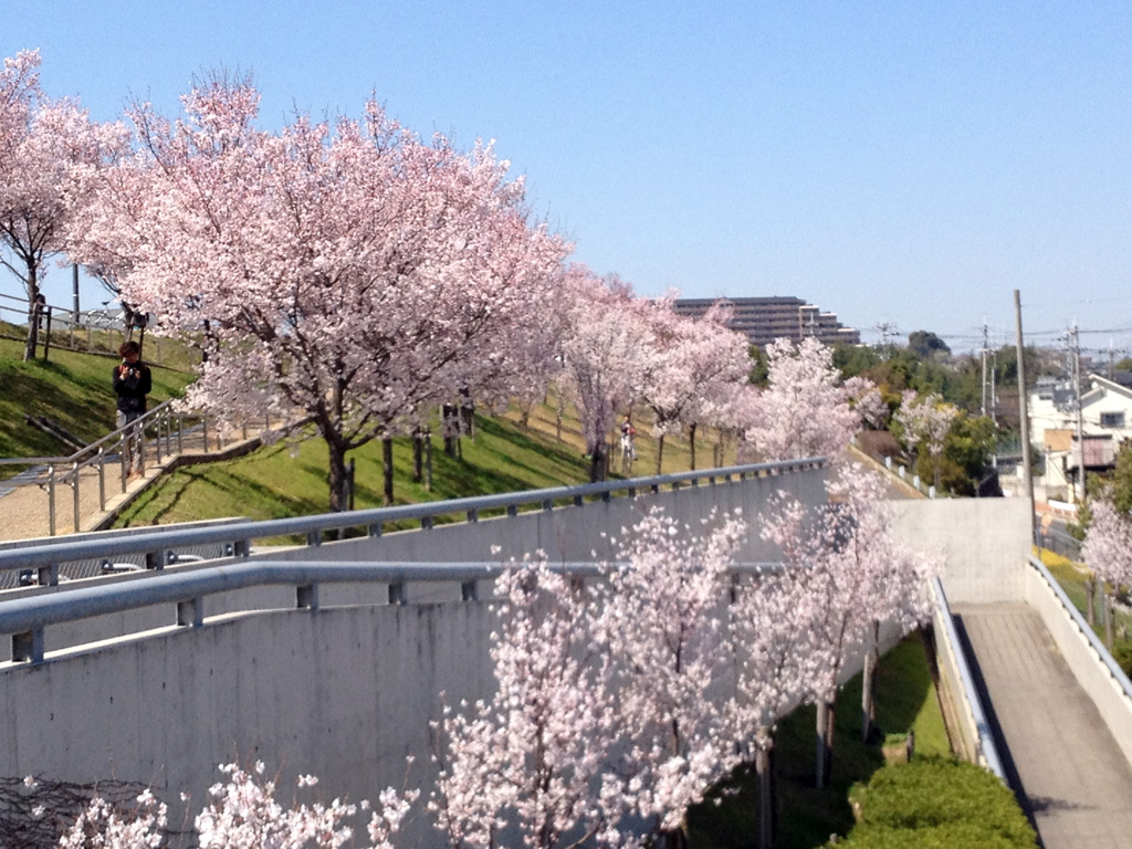 狭山池公園（大阪府）の桜