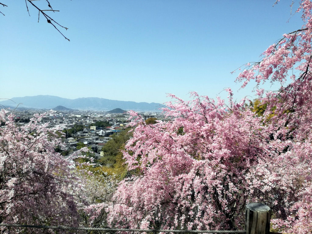 大神神社の桜 花見特集21