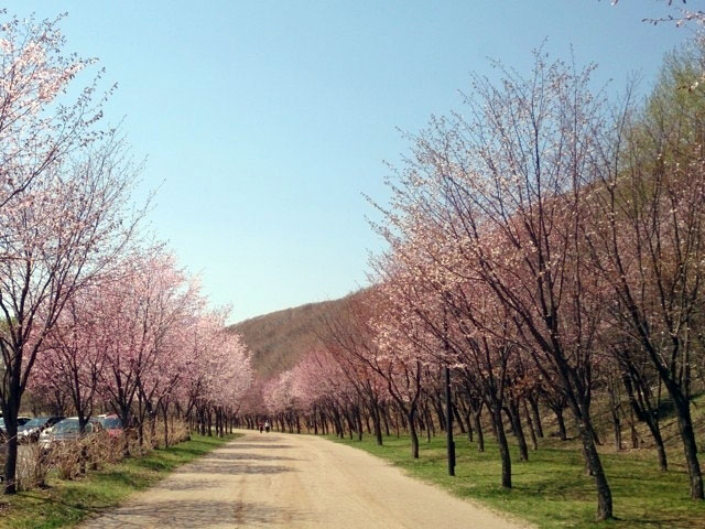 苫小牧市緑ケ丘公園の桜