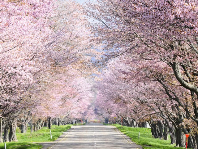 優駿さくらロード 西舎桜並木 花見特集