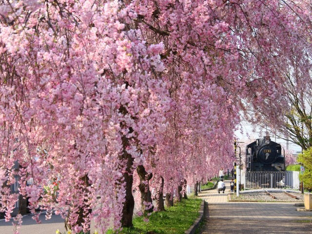 日中線しだれ桜並木の桜 花見特集