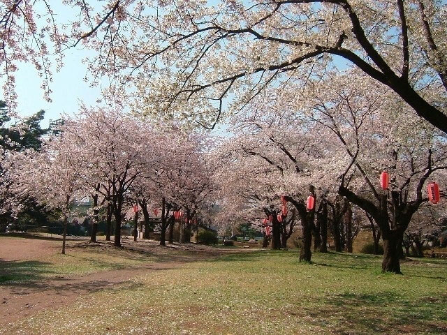 敷島公園の桜 花見特集