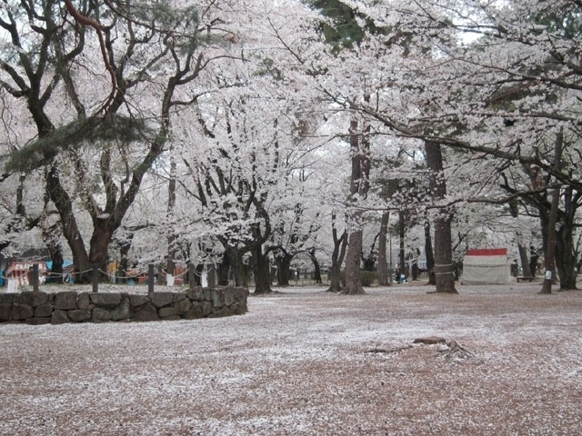 大宮公園の桜 花見特集