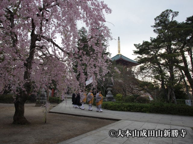 成田山公園の桜 花見特集