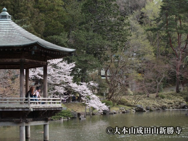 成田山公園の桜 花見特集