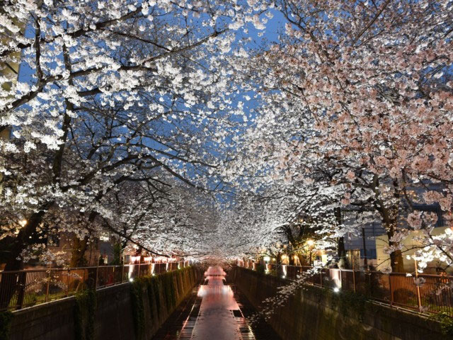 目黒川の桜 花見特集2020