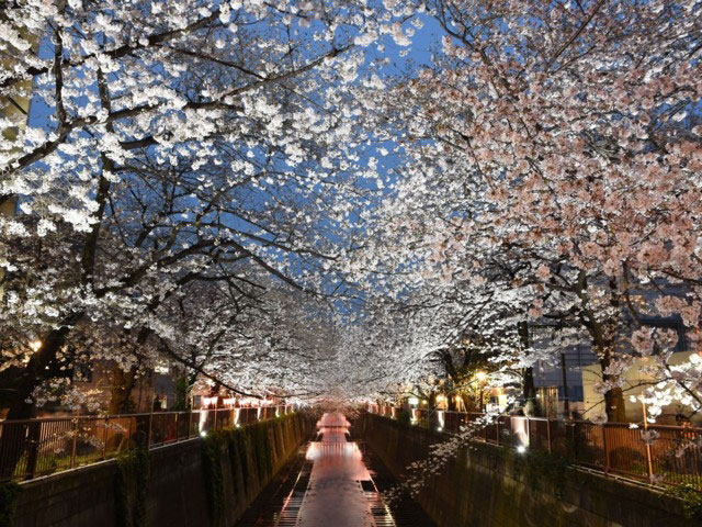 目黒川の桜 花見特集