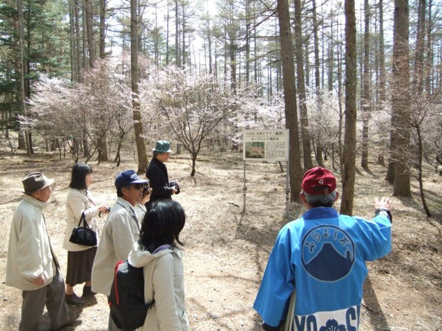 富士山吉田口登山道中ノ茶屋エリアの桜 花見特集