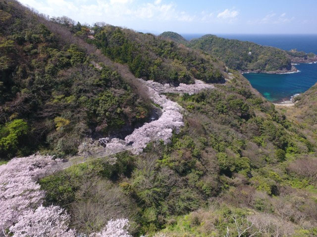 チェリーロード 佐波 野波間 の桜 花見特集