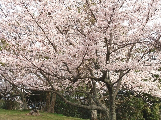 浜田城山公園の桜 花見特集2020
