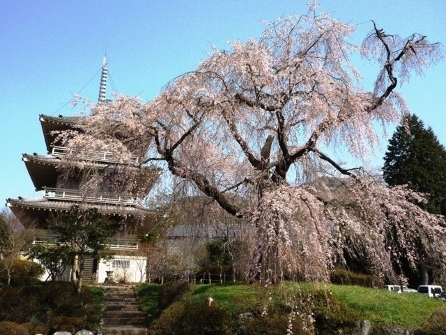 浄専寺のしだれ桜 花見特集