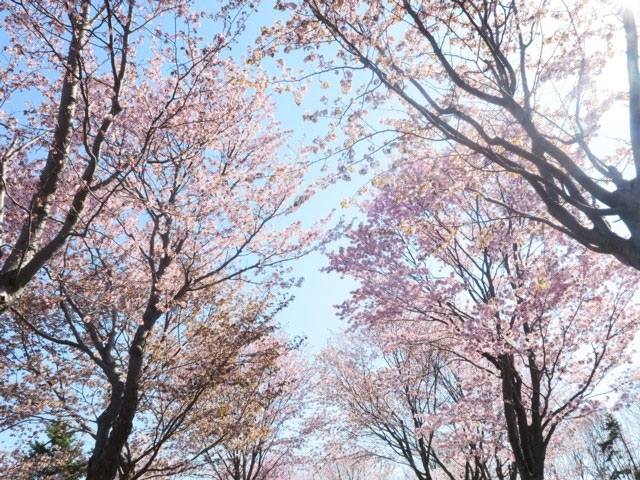 モエレ沼公園の桜 花見特集21