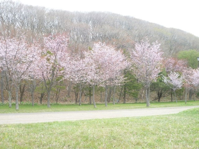 苫小牧市緑ケ丘公園の桜 花見特集21