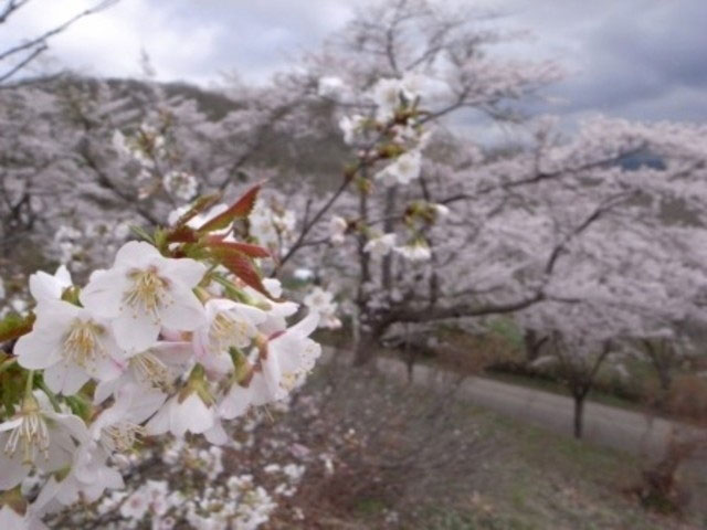 美唄市東明公園の桜 花見特集21