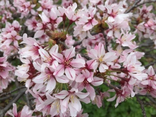 美唄市東明公園の桜 花見特集21