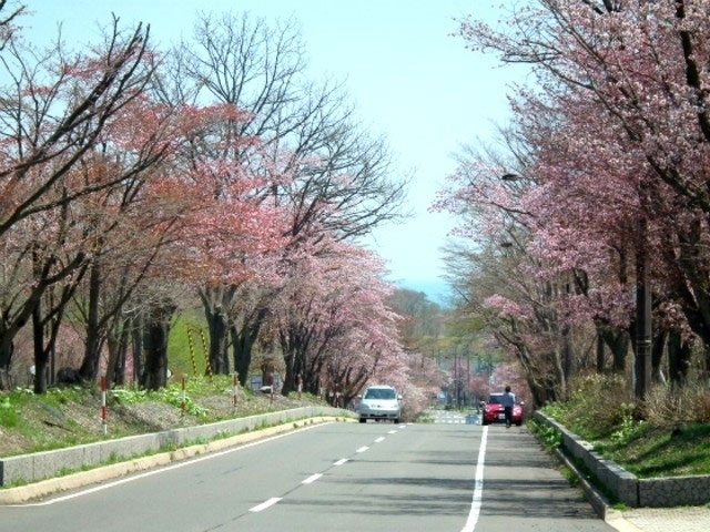 登別桜並木 花見特集21