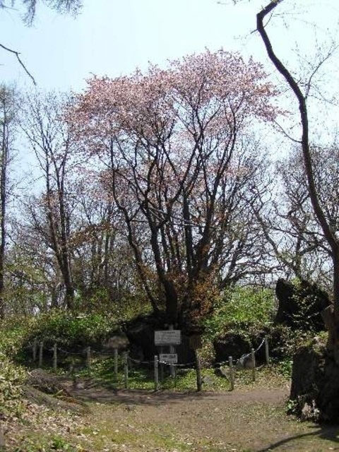 有珠善光寺自然公園の桜 花見特集21