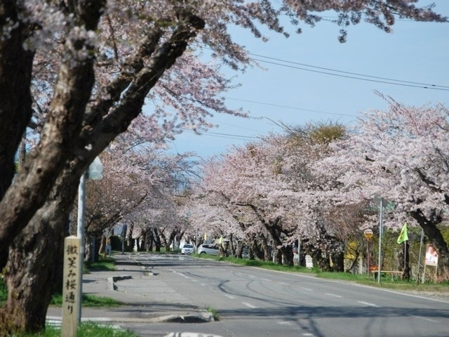 青葉ヶ丘公園の桜 花見特集21