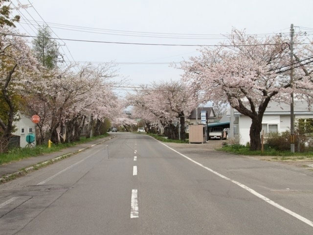 青葉ヶ丘公園の桜 花見特集21