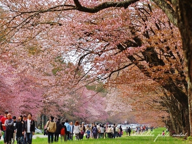 静内二十間道路桜並木 花見特集21