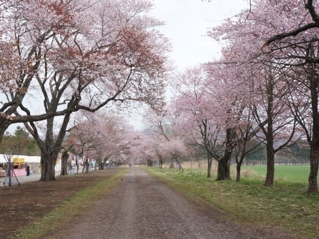 静内二十間道路桜並木 花見特集21