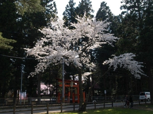 舘野公園の桜 花見特集21