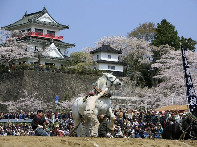 城山公園 宮城県 の桜 花見特集21