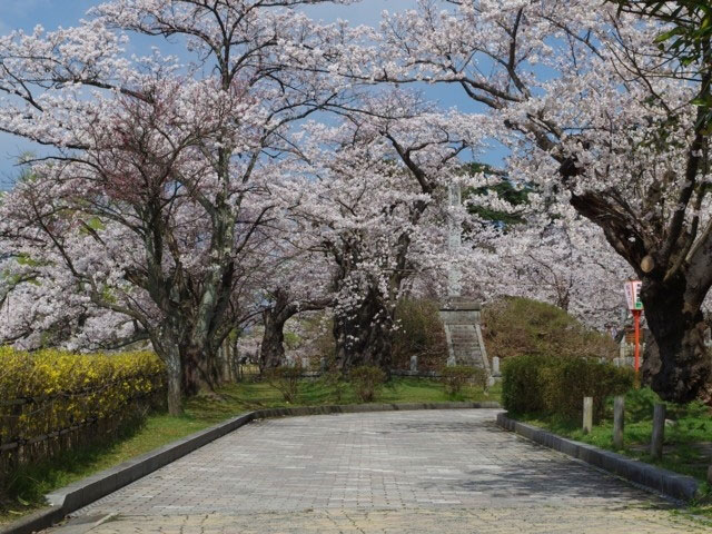 鶴岡公園の桜 花見特集21