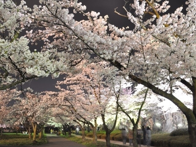 開成山公園 開成山大神宮の桜 花見特集21