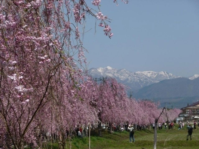日中線しだれ桜並木の桜 花見特集21