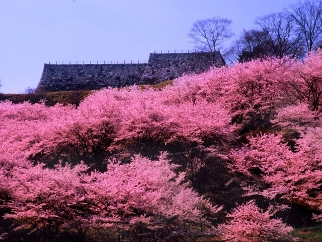 霞ヶ城公園の桜 花見特集21