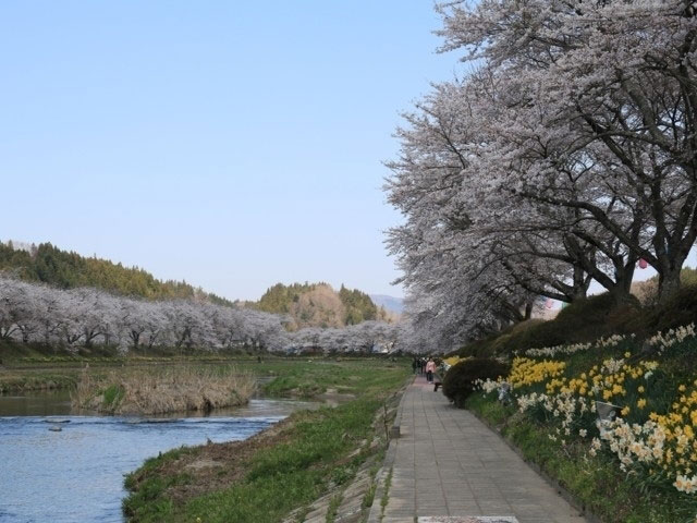 夏井千本桜 花見特集21