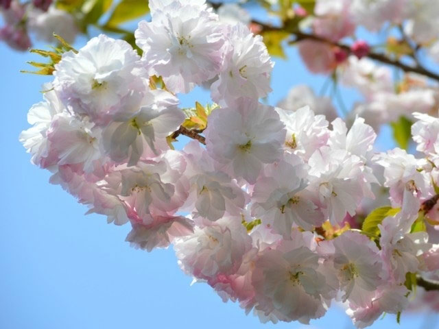 静峰ふるさと公園の桜 花見特集2021
