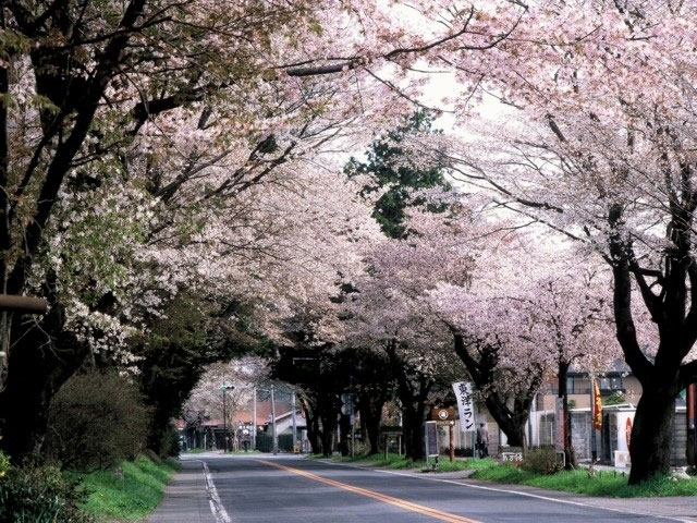 日光街道桜並木 花見特集21