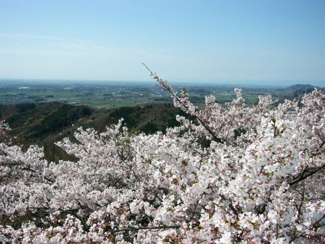 太平山の桜 花見特集21