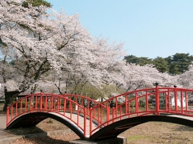 烏ヶ森公園の桜 花見特集21