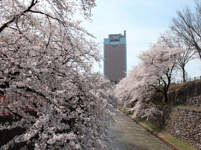 楽歩堂前橋公園の桜 花見特集21