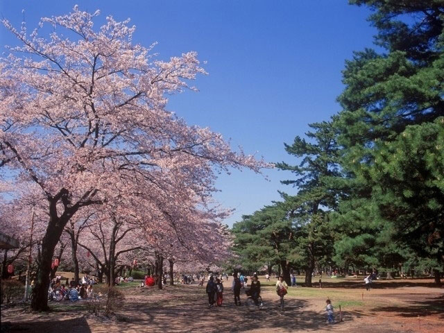 敷島公園の桜 花見特集21