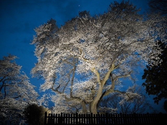 沼田公園 沼田城址 の桜 花見特集21