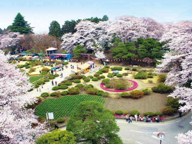 沼田公園 沼田城址 の桜 花見特集21