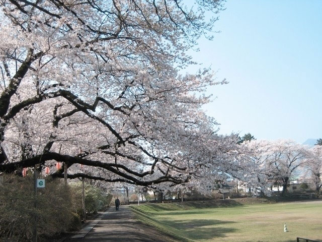 沼田公園 沼田城址 の桜 花見特集21