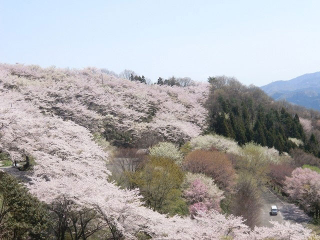 桜山公園の桜