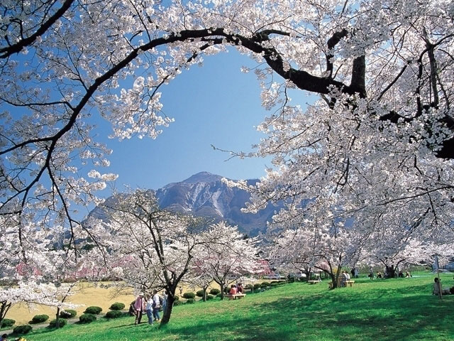 羊山公園の桜 花見特集21