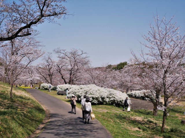 国営武蔵丘陵森林公園の桜 花見特集21