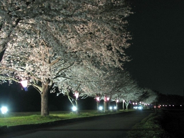 都幾川桜堤の桜 花見特集21