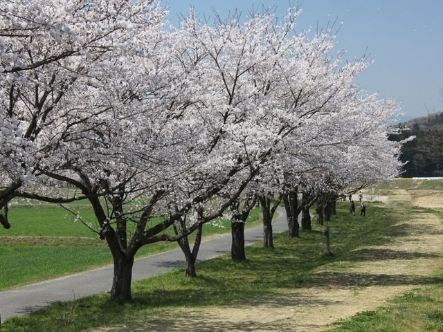 都幾川桜堤の桜 花見特集21