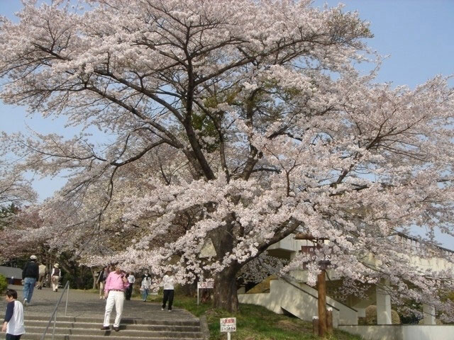 美の山公園の桜 花見特集21