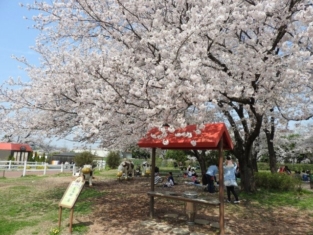 東武動物公園の桜 花見特集21