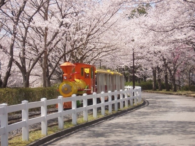 東武動物公園の桜｜花見特集2021