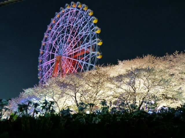 東武動物公園の桜 花見特集21